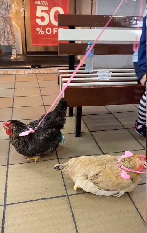 EN VIDEO: Sacaron a pasear a gallinas en centro comercial 1 EN VIDEO: Sacaron a pasear a gallinas en centro comercial En vídeo quedó registrado el momento en que dos gallinas iban paseando junto a sus dueños en Multicentro, un centro comercial ubicado en la ciudad de Ibagué.