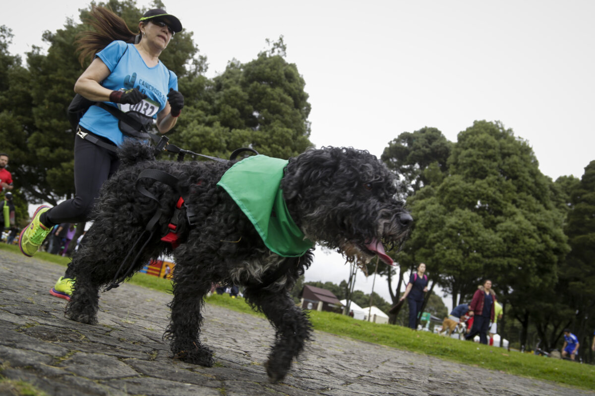 En Colombia los animales domésticos viven menos 1 En Colombia los animales domésticos viven menos Esta es la razón por la que las mascotas viven menos en Colombia.