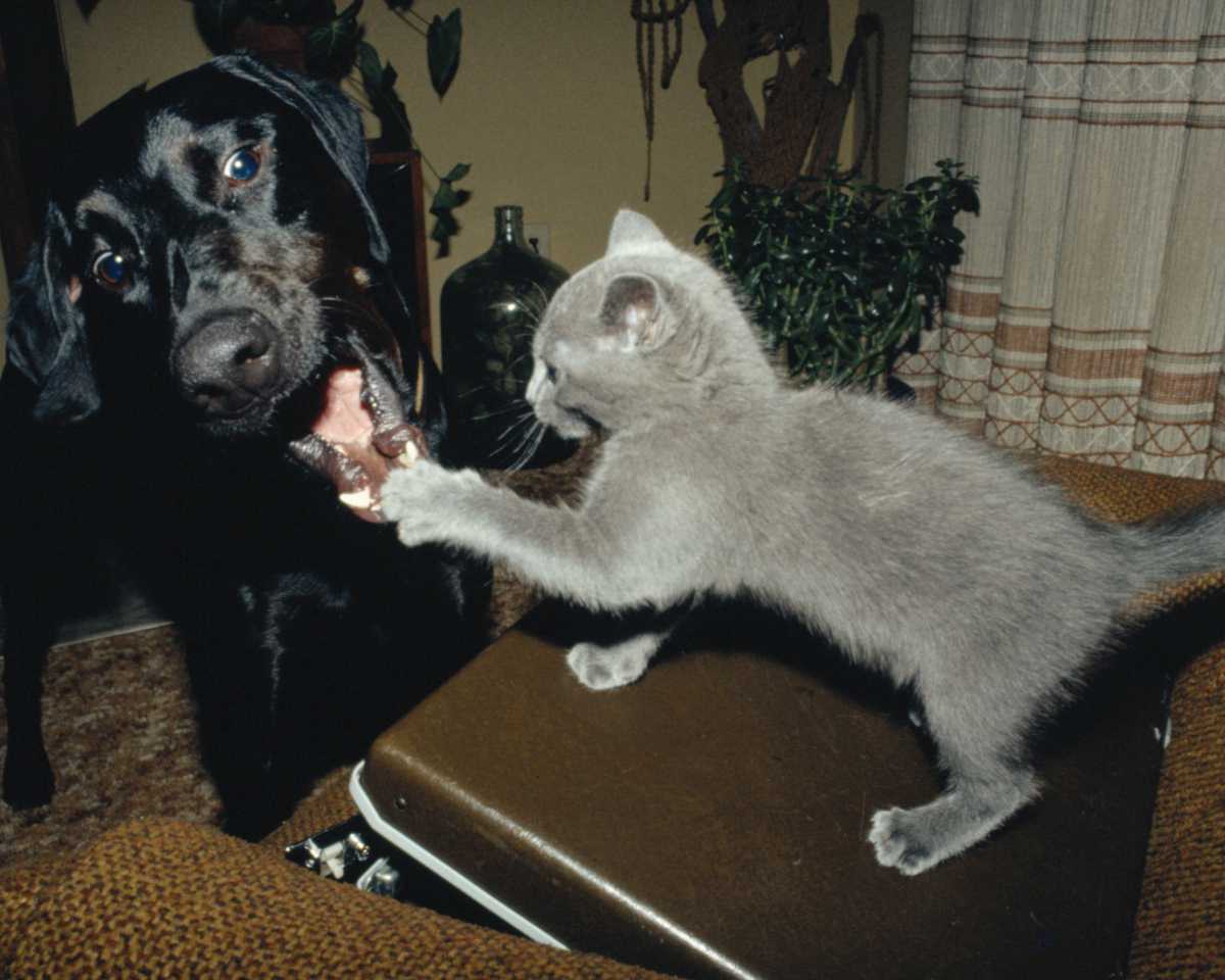 En Colombia los animales domésticos viven menos 2 En Colombia los animales domésticos viven menos Esta es la razón por la que las mascotas viven menos en Colombia.