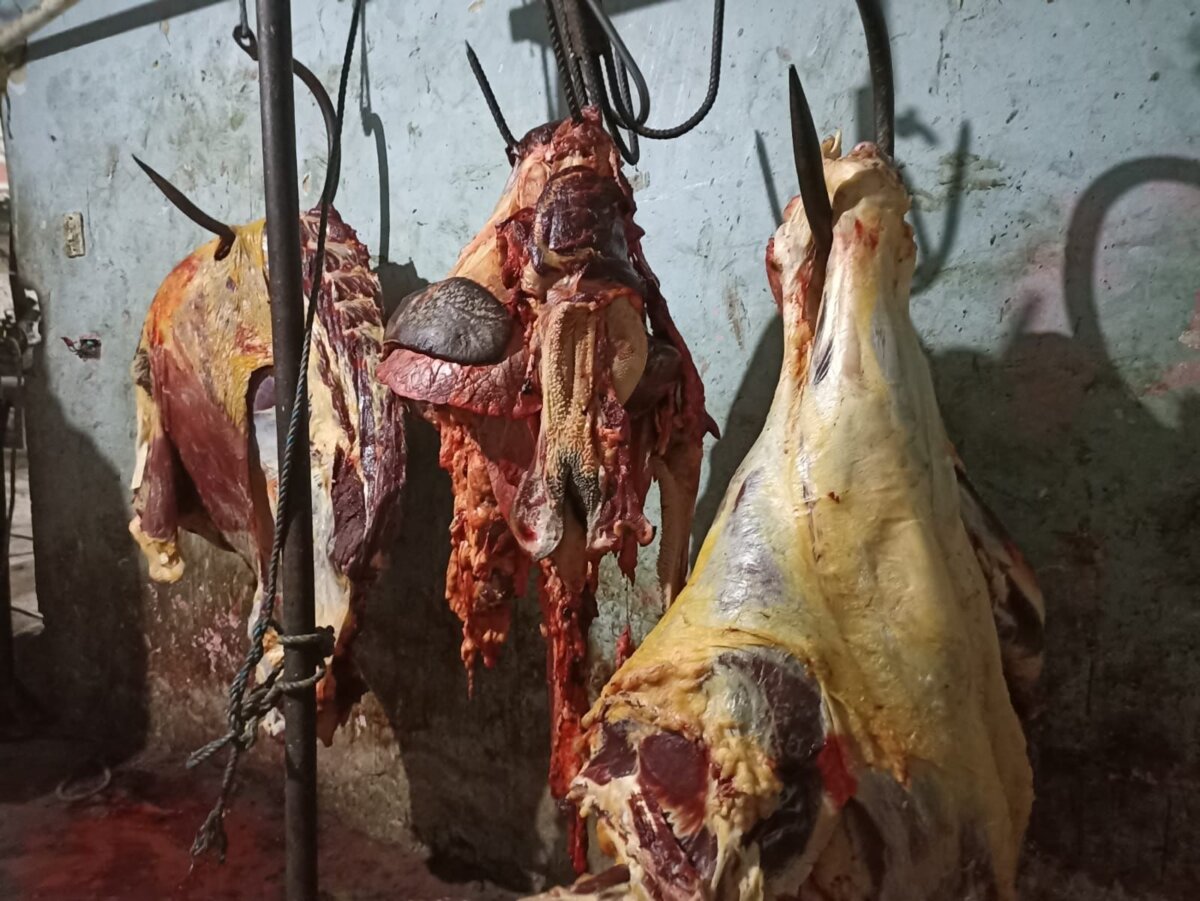 Hallan matadero clandestino en Ciudad Bolívar 2 Hallan matadero clandestino en Ciudad Bolívar En horas de la noche de este miércoles, en la localidad de Ciudad Bolívar, personal de la Alcaldía Local y las autoridades encontraron un matadero clandestino que no contaba con las medidas de mínimas de salubridad para su funcionamiento y que, por lo tanto, ponía en riesgo la salud de los consumidores.