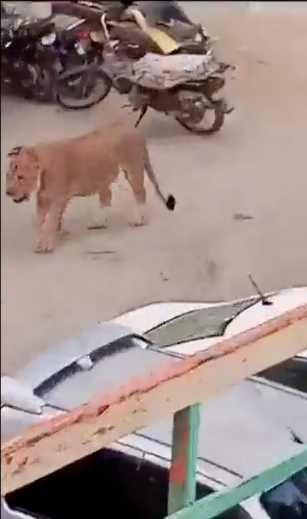 León se escapó de un carro y sembró el pánico mientras caminaba en plena calle Muchas personas han tenido experiencias traumáticas con animales en plena calle, algunos se han tenido que enfrentar a perros o a algunos gatos que se encuentran mientras van caminando tranquilamente; sin embargo, es casi imposible llegarse a encontrar a una fiera mucho más peligrosa como un león, y aunque las posibilidades de que esto suceda son mínimas, siempre será posible que esto suceda.