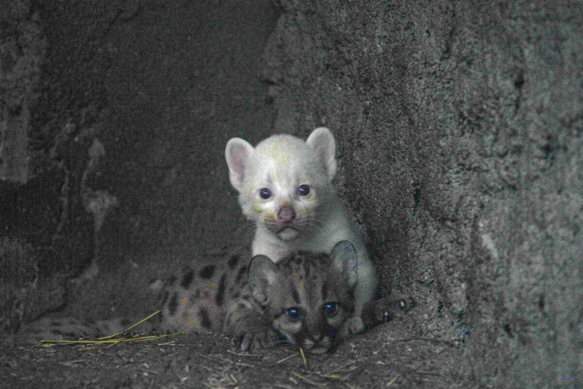 Nació extraña especie de puma albino en un zoológico de Nicaragua 1 Nació extraña especie de puma albino en un zoológico de Nicaragua En el zoológico Thomas Belt ubicado en Nicaragua, nació un puma albino, una especie extraña del cual solo existen cuatro en todo el mundo.