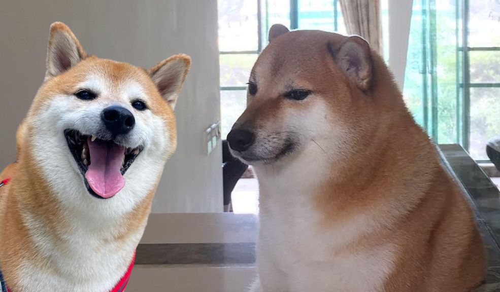 Las redes sociales están de luto: falleció Cheems, el perrito de los memes 2 Las redes sociales están de luto: falleció Cheems, el perrito de los memes