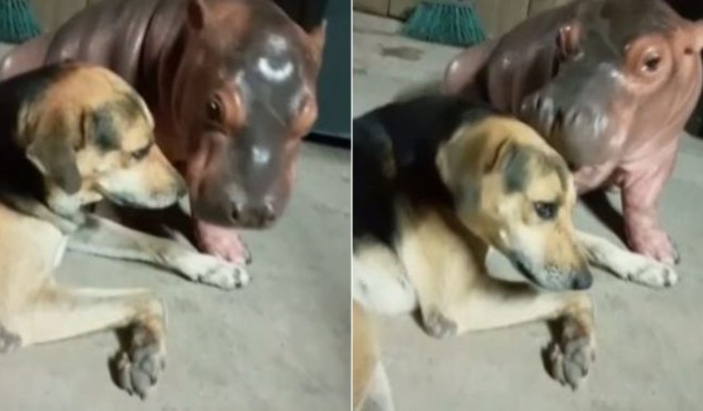EN VIDEO: captan a una cría de hipopótamo jugando con un perro En video quedó captado el momento en el que un hipopótamo bebé y un perrito se encuentran jugando, sin embargo, el hecho alertó a las autoridades, ya que los animales se encontraban al interior de una vivienda.
