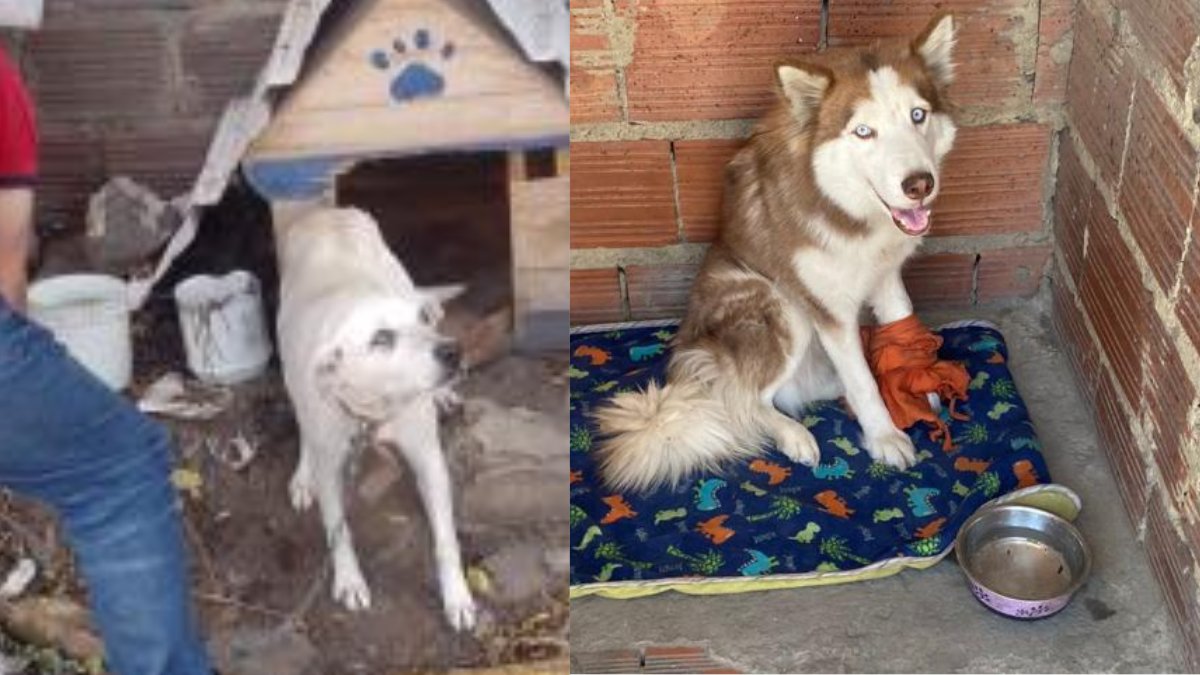 Rescataron a 5 perritos víctimas de presunto maltrato animal En cuatro operativos realizados por el Instituto Distrital de Protección y Bienestar Animal (Idpyba) fueron rescatados cinco perritos que se encontraban siendo víctimas de un presunto maltrato animal y se encontraban padeciendo pésimas condiciones de salud.