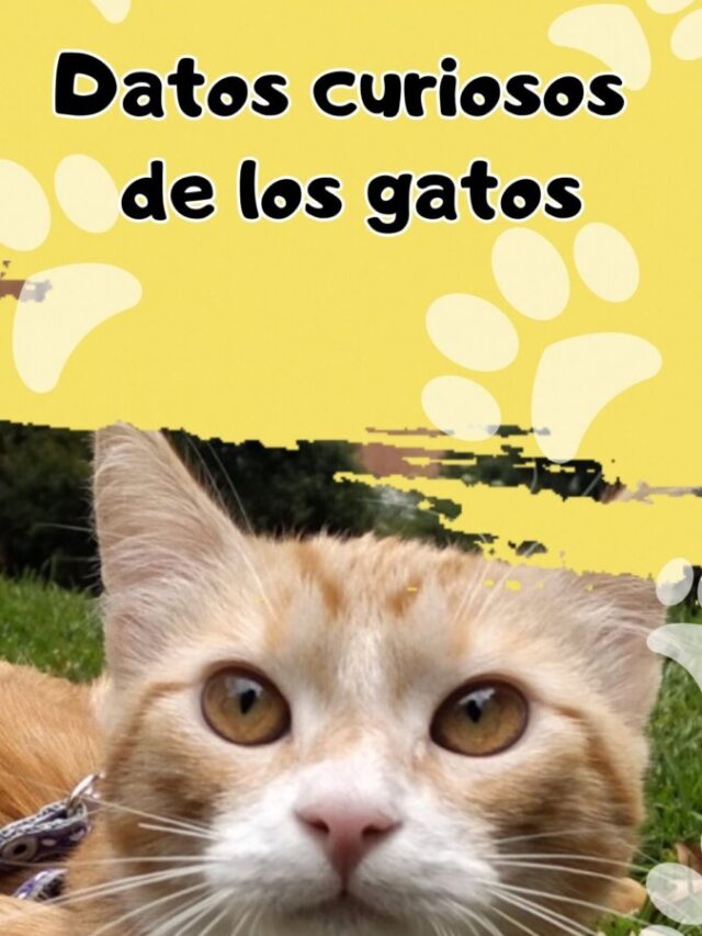 datos sobre los gatos