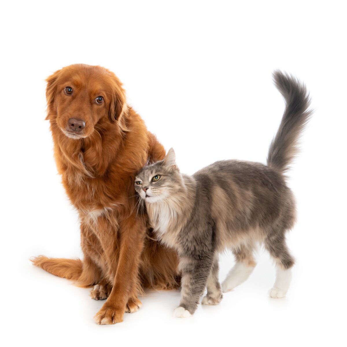 Conozca los alimentos que pueden causar la muerte de las mascotas Existen varios alimentos para personas que son tóxicos para las mascotas y algunos de ellos pueden causarle la muerte.