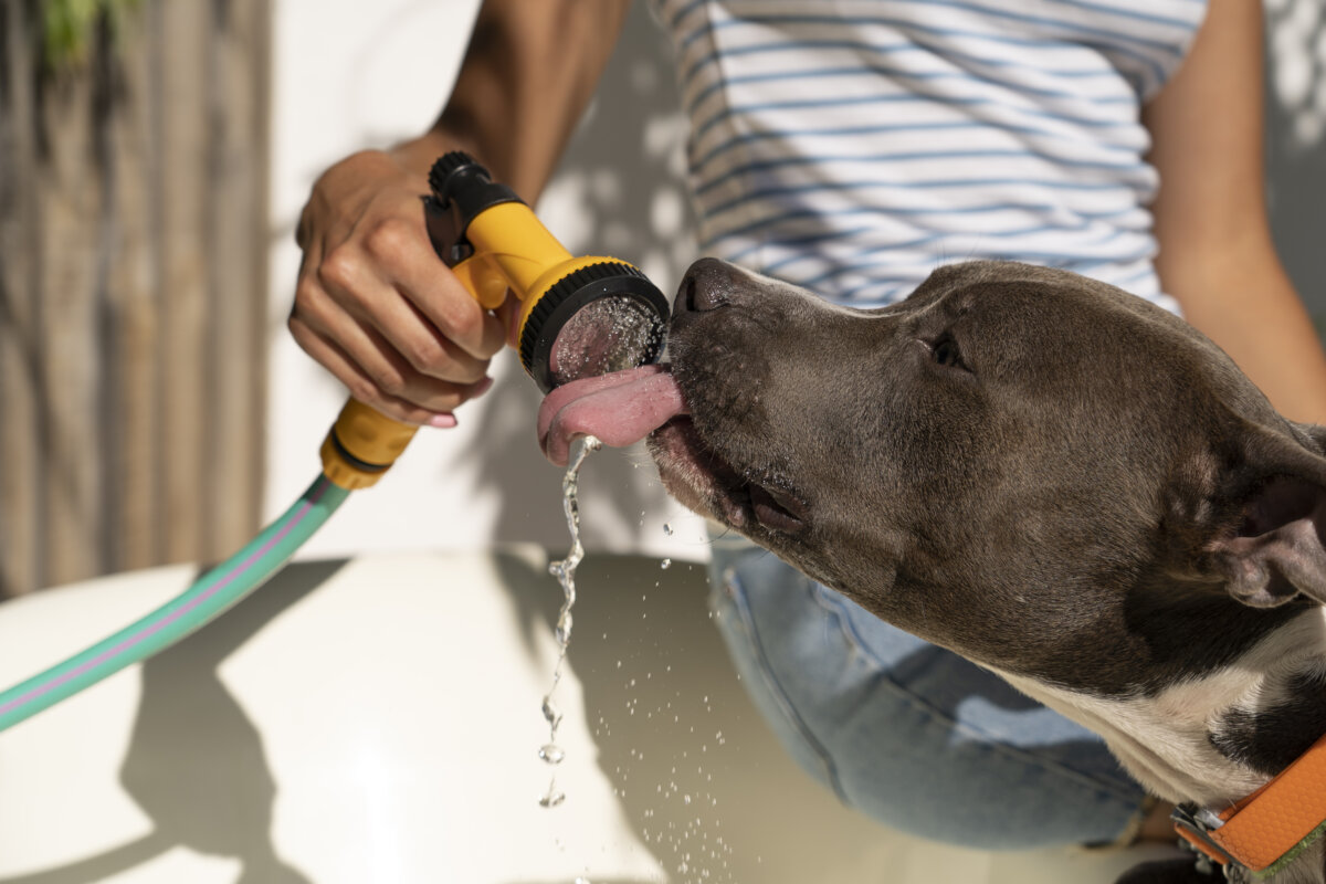 ¡Ellos también sienten! Recomendaciones para prevenir golpes de calor en animales de compañía 1 ¡Ellos también sienten! Recomendaciones para prevenir golpes de calor en animales de compañía Estos son algunos consejos que debe tener en cuenta para el cuidado de su mascota en temporada seca.