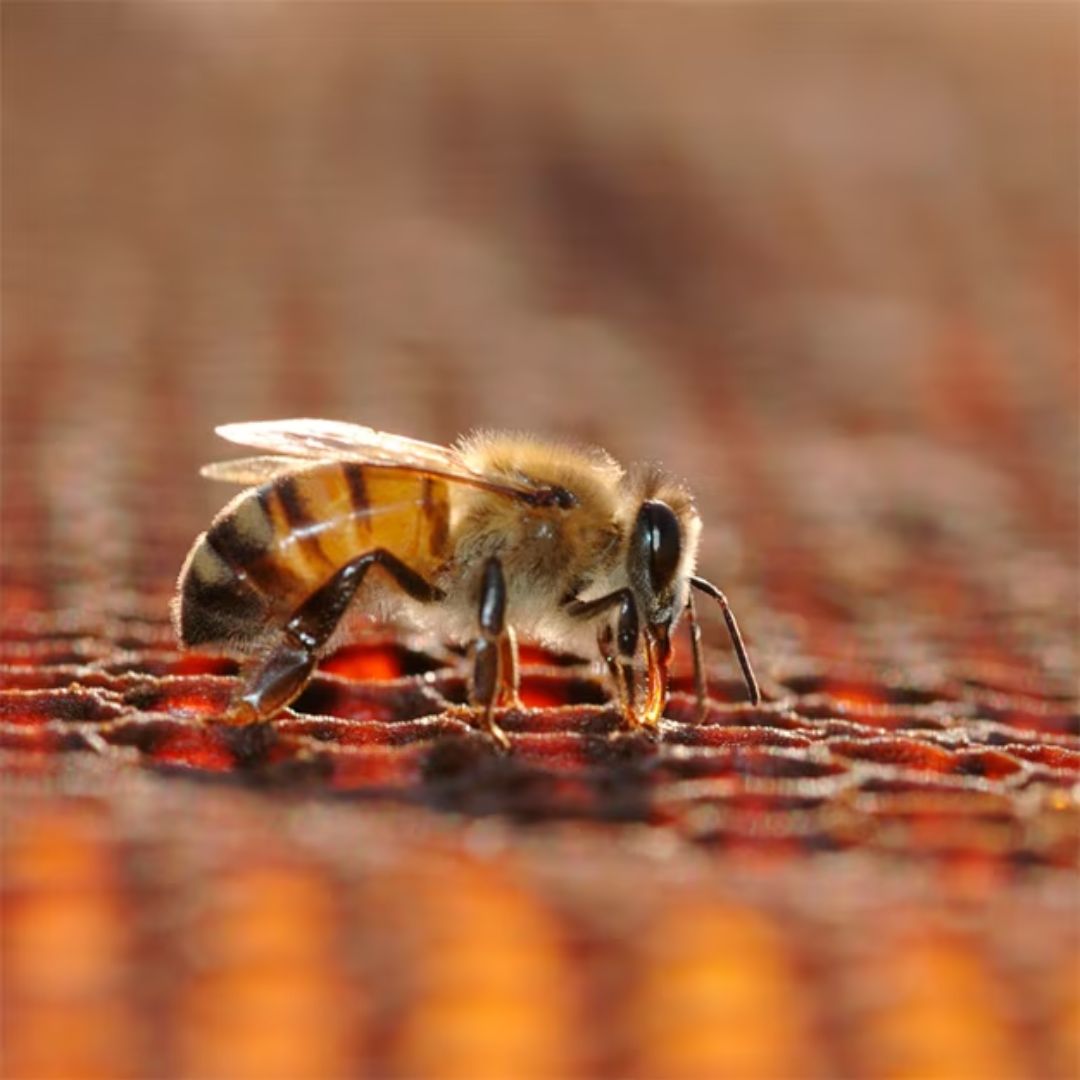 Alerta en Tenjo por muerte de miles de abejas envenenadas