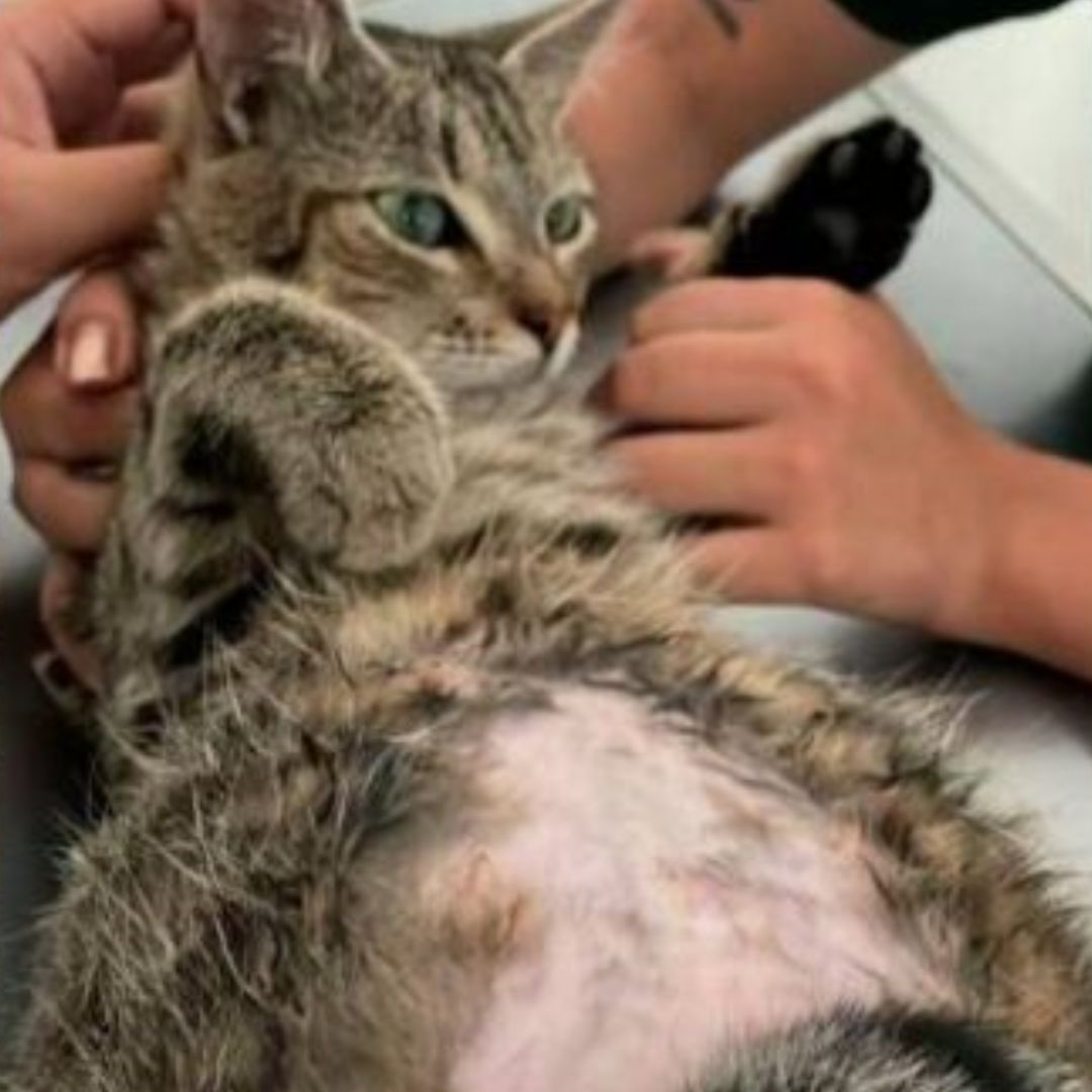 ¡Aberrante! Habitante de calle abusó de una gata embarazada 1 ¡Aberrante! Habitante de calle abusó de una gata embarazada Habitante de calle abusó de una gatica embarazada. Esta es la aberrante historia.