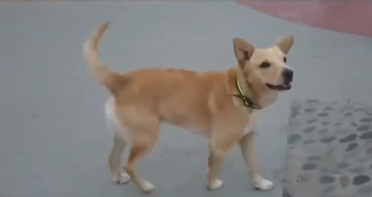 Deportaron a 'Oso', un perro que cruzó la frontera de Estados Unidos de forma "ilegal" Esta semana se hizo viral un video en el que se ve a un perro cruzar de Tijuana hacia los Estados Unidos, luego de que varios migrantes aprovecharan un momento de descuido de unos trabajadores que reparaban parte del muro que divide ambas naciones.