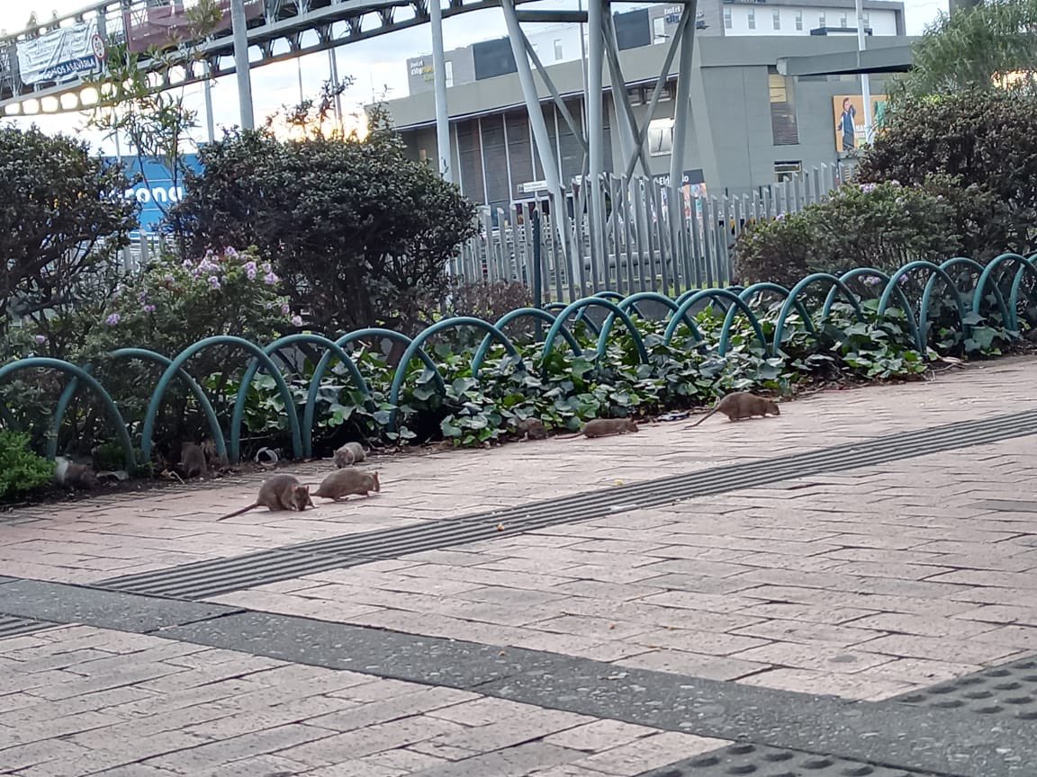 EN VIDEO: Alerta por invasión de ratas que se tomaron el puente peatonal del Portal El Dorado Captan inmensas ratas en los alrededores del puente peatonal del Portal El Dorado.