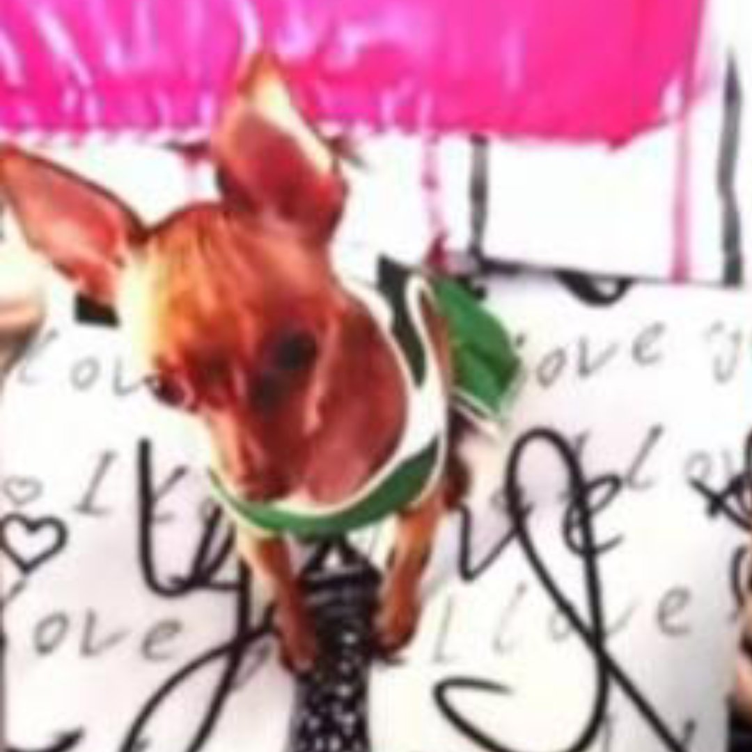 Infame asesinó a la perrita de su pareja en un ataque de celos 1 Infame asesinó a la perrita de su pareja en un ataque de celos Un hombre asesinó vilmente a 'Lolita', la perrita de su pareja sentimental en medio de un ataque de celos en San Cristóbal.