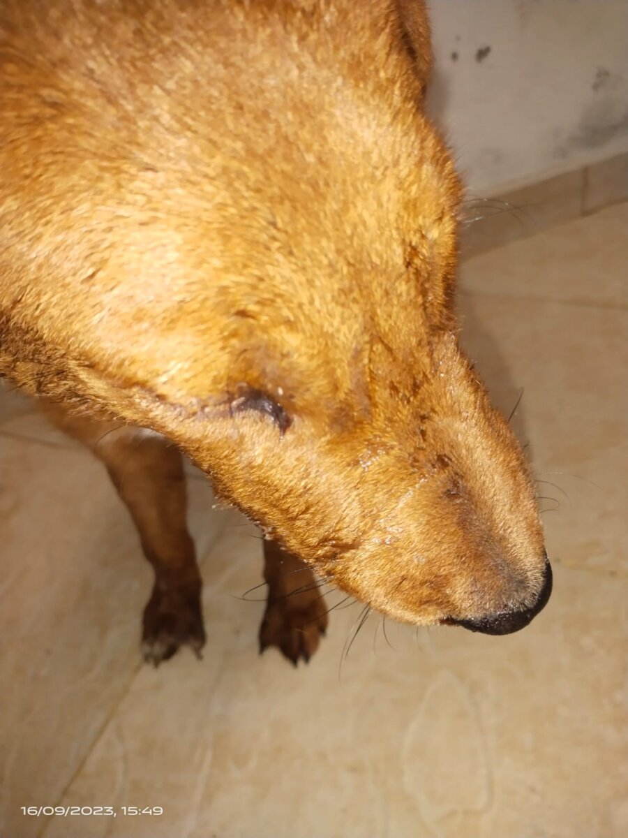Feroz ataque de abejas deja una persona en grave estado de salud En el municipio de Tabio se presentó una emergencia por cuenta de un ataque de abejas en la vereda Lourdes, en el hecho un hombre de 50 años terminó en grave estado de salud y varios animales domésticos resultaron lastimados.