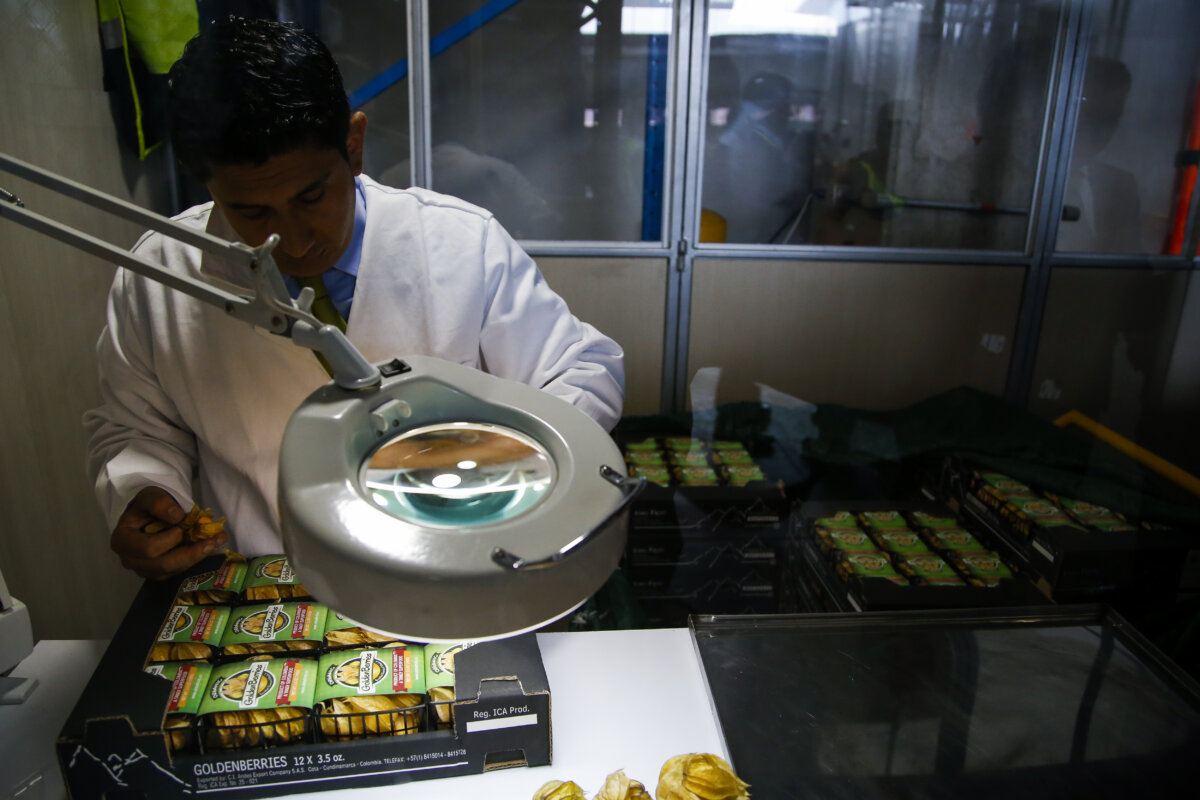 La uchuva colombiana llega por primera vez a México Con el envío en septiembre de los primeros 540 kilogramos de uchuva colombiana a México, el país amplió su abanico de compradores internacionales.