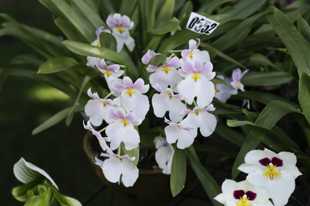 No se pierda la ‘Exposición Nacional de Orquídeas’ en el Jardín Botánico 1 No se pierda la ‘Exposición Nacional de Orquídeas’ en el Jardín Botánico Más de 35 actividades virtuales y presenciales entre talleres, foros, conciertos, conversatorios, recorridos, exposiciones fotográficas y artísticas conforman la agenda académica y cultural del Jardín Botánico de Bogotá durante los 4 días de la XX Exposición Nacional de Orquídeas y primera versión internacional que tendrá lugar del 14 al 17 de septiembre.