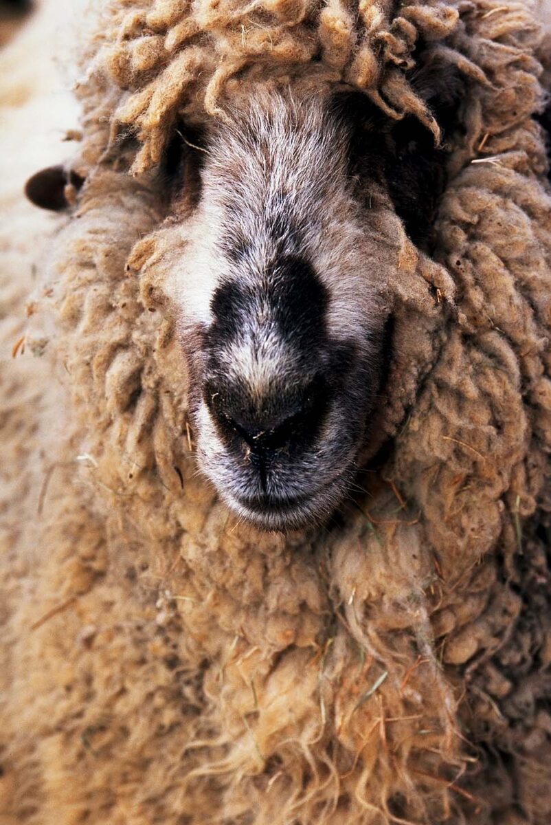 Ovejas se comieron por error 100 kilos de marihuana El rebaño de ovejas entró en un invernadero de cannabis medicinal en busca de alimento, ante la falta de pastos por el clima en Grecia. Los animales fueron atendidos oportunamente por los servicios veterinarios.