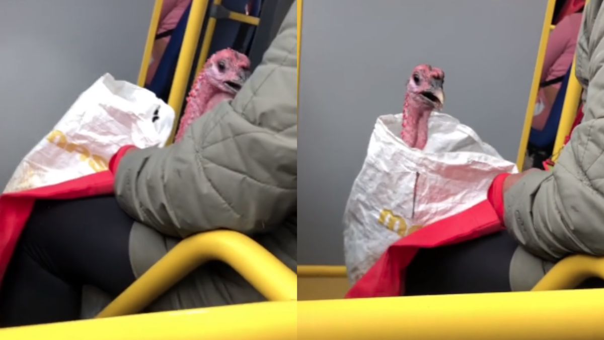 Captan a pavo viajando en Sitp El vídeo, quedó grabada una mujer que se encontraba en el interior de un Sitp con un pavo, al cual transportaba en un costal.