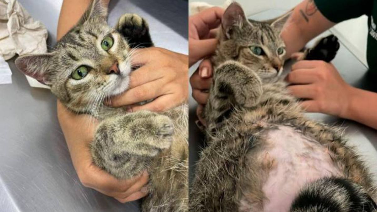 ¡Aberrante! Habitante de calle abusó de una gata embarazada Habitante de calle abusó de una gatica embarazada. Esta es la aberrante historia.