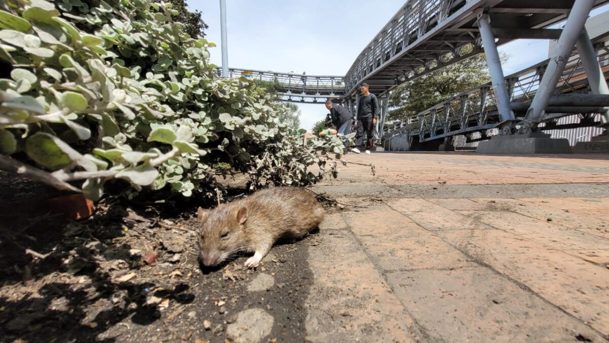 Alerta por presencia de ratas en Bogotá 1 Alerta por presencia de ratas en Bogotá En las últimas semanas cientos de ciudadanos de varias localidades han visto con preocupación un evidente aumento en el número de roedores que cohabitan la capital.