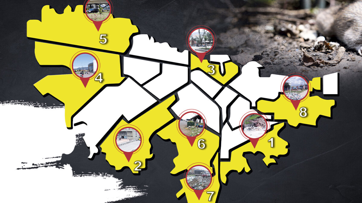 Alerta por presencia de ratas en Bogotá 2 Alerta por presencia de ratas en Bogotá En las últimas semanas cientos de ciudadanos de varias localidades han visto con preocupación un evidente aumento en el número de roedores que cohabitan la capital.
