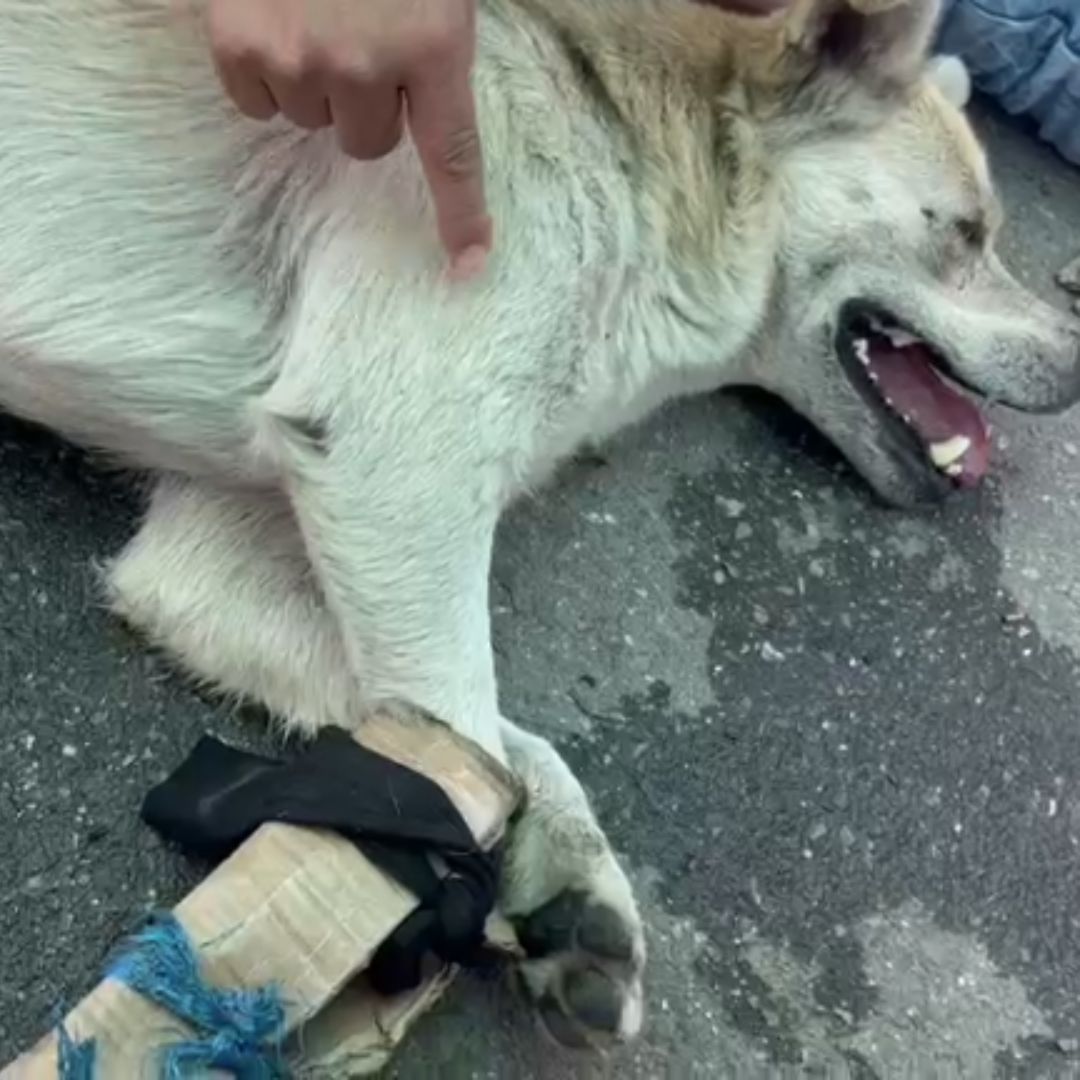 Capturan a sujeto que apuñaló a una perrita en Bosa El sujeto apuñaló y mató a una perrita en el barrio Villa Ema, de la localidad de Bosa.