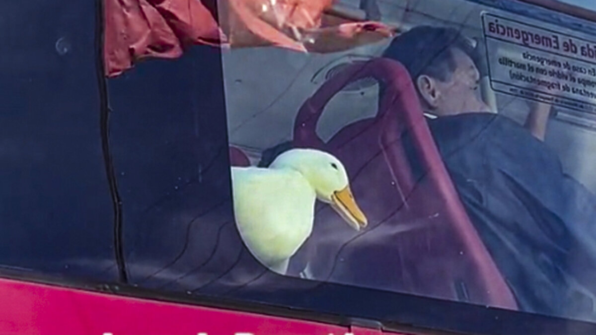 ¡De no creer! Pasajeros empujaron un bus varado de TransMilenio Usuarios de TransMilenio empujaron un bus varado. Vea el video aquí.
