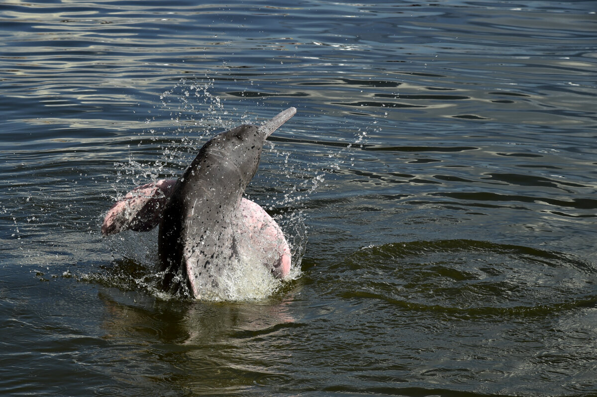 Este es el plan para conservar a los delfines de río 1 Delfines