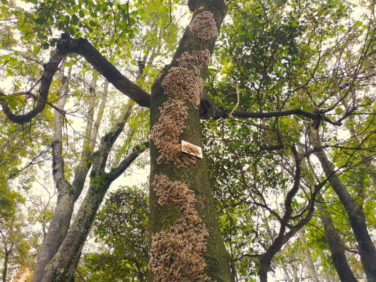 Los árboles más representativos de Bogotá se encuentran en riesgo a causa de plagas 2 Los árboles más representativos de Bogotá se encuentran en riesgo a causa de plagas Insectos, hongos, bacterias y otras plagas ponen en riesgo la salud de varias especies de árboles en Bogotá, entre ellos el falso pimiento y el sangregado, uno de los más representativos de la capital.