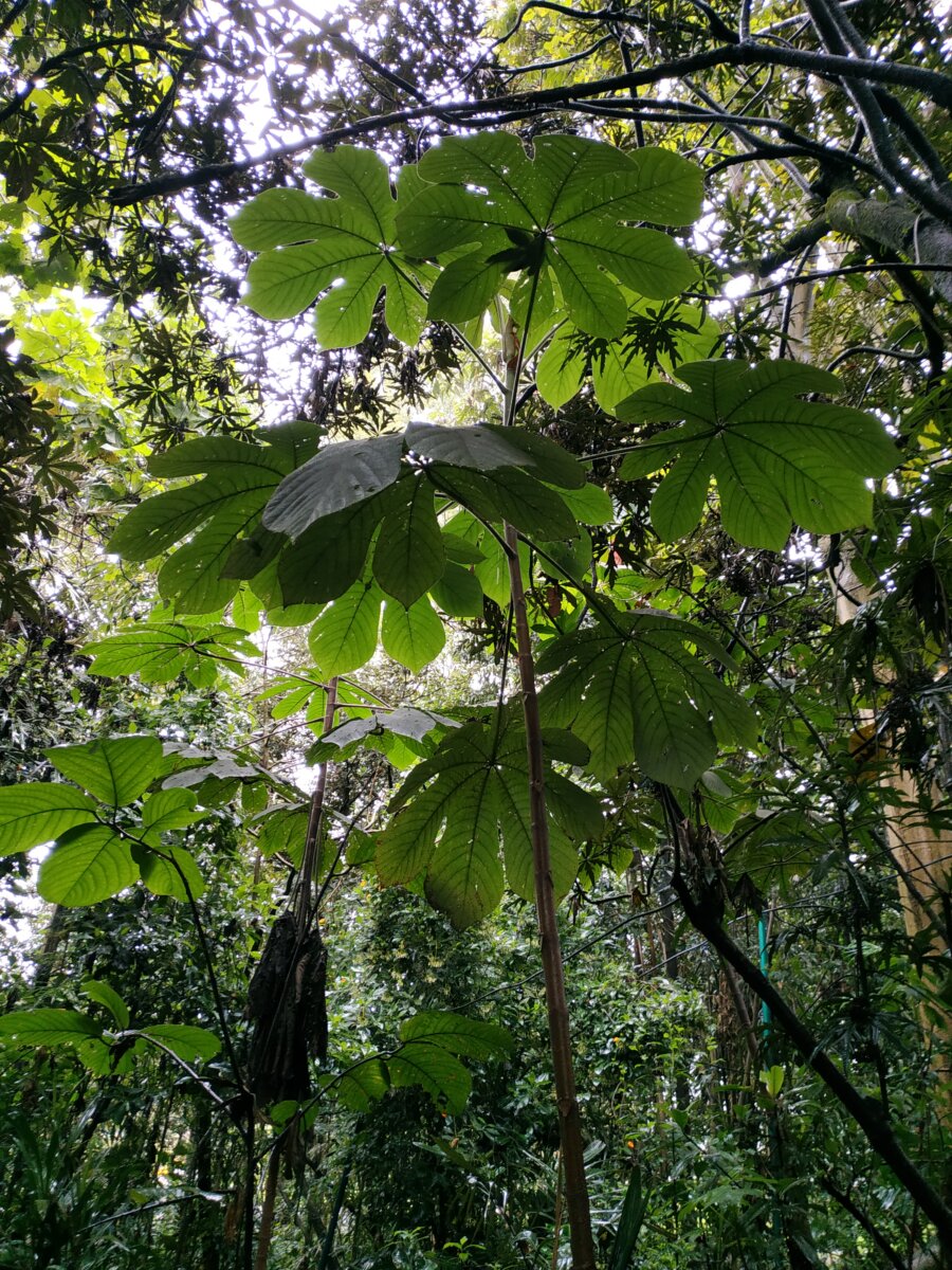 Los árboles más representativos de Bogotá se encuentran en riesgo a causa de plagas 3 Los árboles más representativos de Bogotá se encuentran en riesgo a causa de plagas Insectos, hongos, bacterias y otras plagas ponen en riesgo la salud de varias especies de árboles en Bogotá, entre ellos el falso pimiento y el sangregado, uno de los más representativos de la capital.