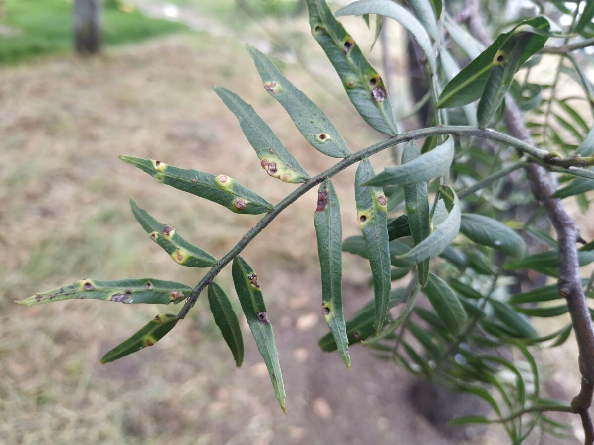 Los árboles más representativos de Bogotá se encuentran en riesgo a causa de plagas 4 Los árboles más representativos de Bogotá se encuentran en riesgo a causa de plagas Insectos, hongos, bacterias y otras plagas ponen en riesgo la salud de varias especies de árboles en Bogotá, entre ellos el falso pimiento y el sangregado, uno de los más representativos de la capital.