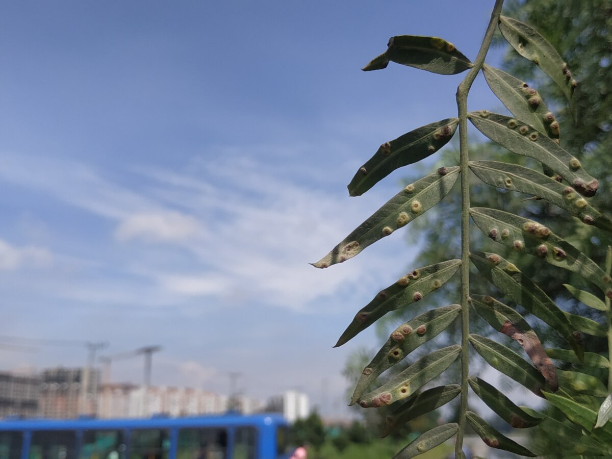 Los árboles más representativos de Bogotá se encuentran en riesgo a causa de plagas 1 Los árboles más representativos de Bogotá se encuentran en riesgo a causa de plagas Insectos, hongos, bacterias y otras plagas ponen en riesgo la salud de varias especies de árboles en Bogotá, entre ellos el falso pimiento y el sangregado, uno de los más representativos de la capital.