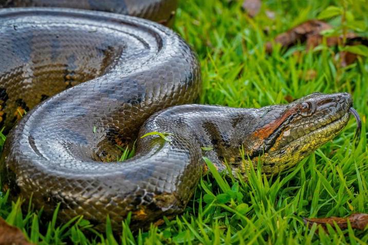 Hallan anaconda de cuatro metros que devoraba terneros y gallinas Una anaconda de cuatro metros fue rescatada cuando estaba atacando a un ternero recién nacido en una finca de la vereda San Lorenzo, en el municipio de Castilla La Nueva, perteneciente al departamento del Meta.