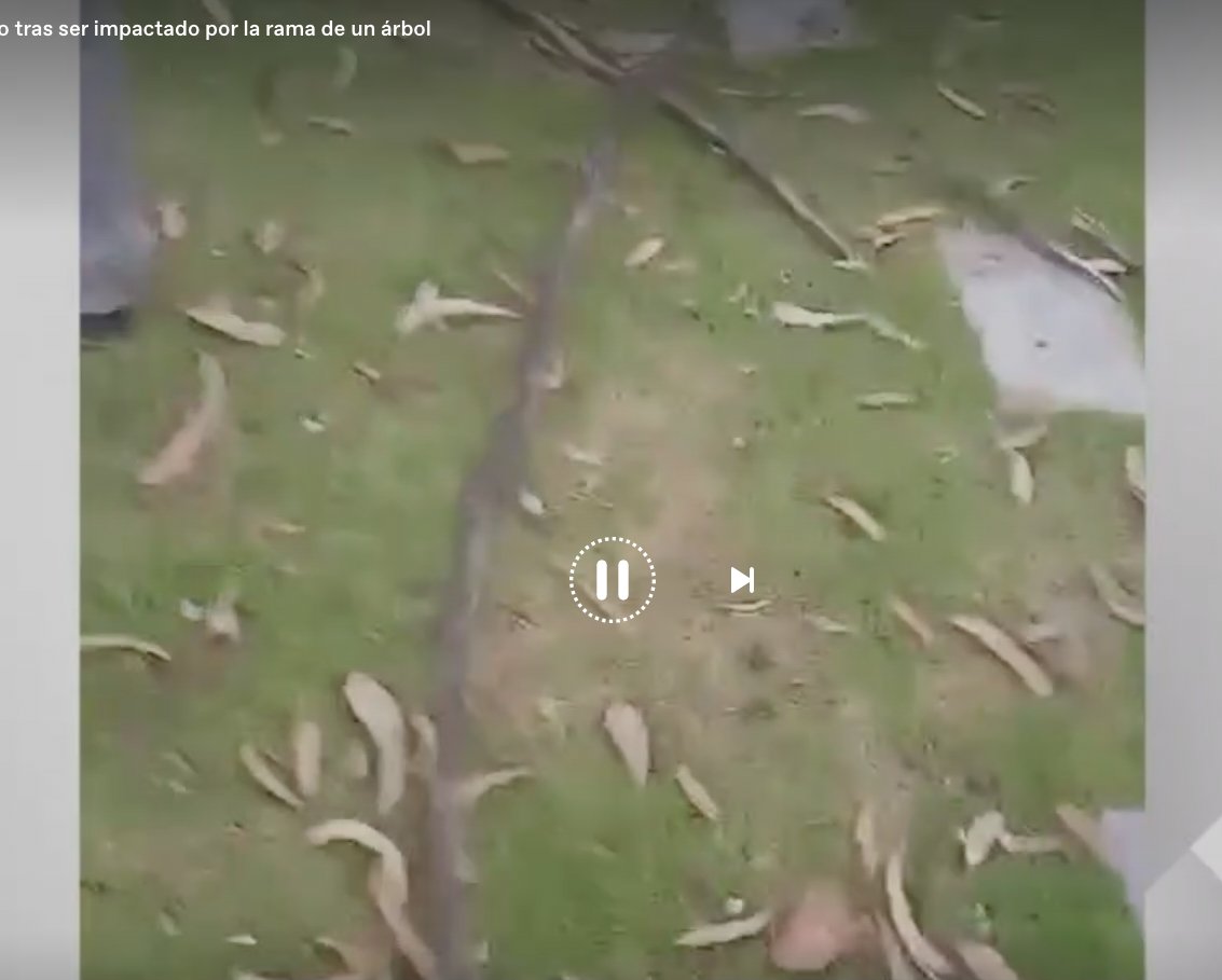 Niño murió tras recibir un golpe con la rama de un árbol en el cementerio del Apogeo 1 Niño murió tras recibir un golpe con la rama de un árbol en el cementerio del Apogeo El lamentable hecho sucedió cuando cayó una rama de uno de los árboles del lugar y golpeó en la cabeza a un niño, mientras que se encontraba con su familia en el cementerio Jardines del Apogeo.