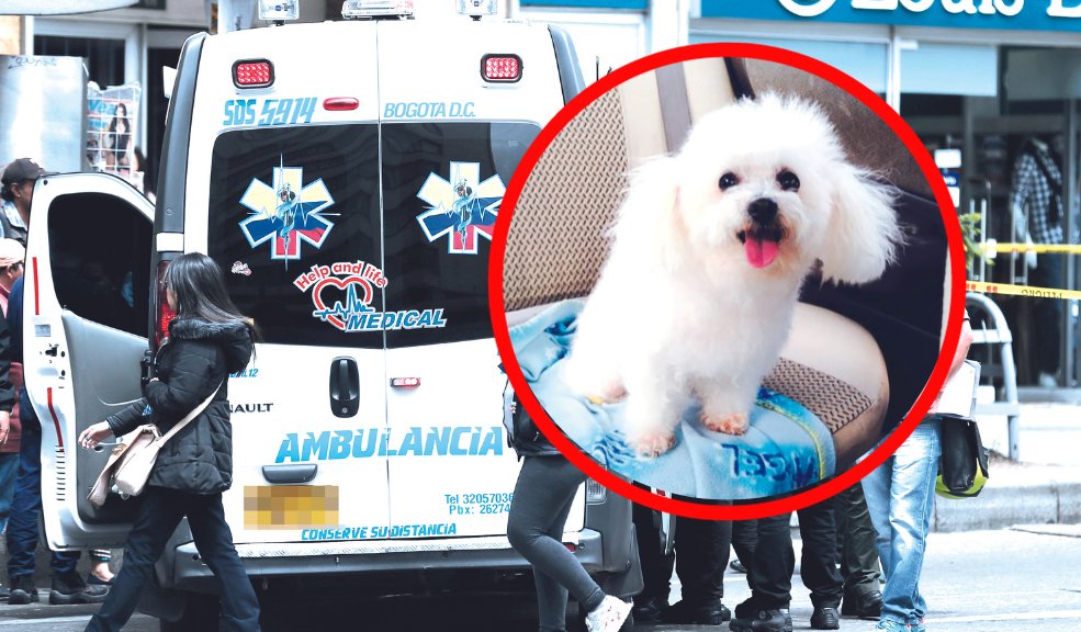 En Soacha: Perro mordió a un niño en el rostro Un niño de 6 años fue mordido por un perro en el municipio vecino de Soacha.
