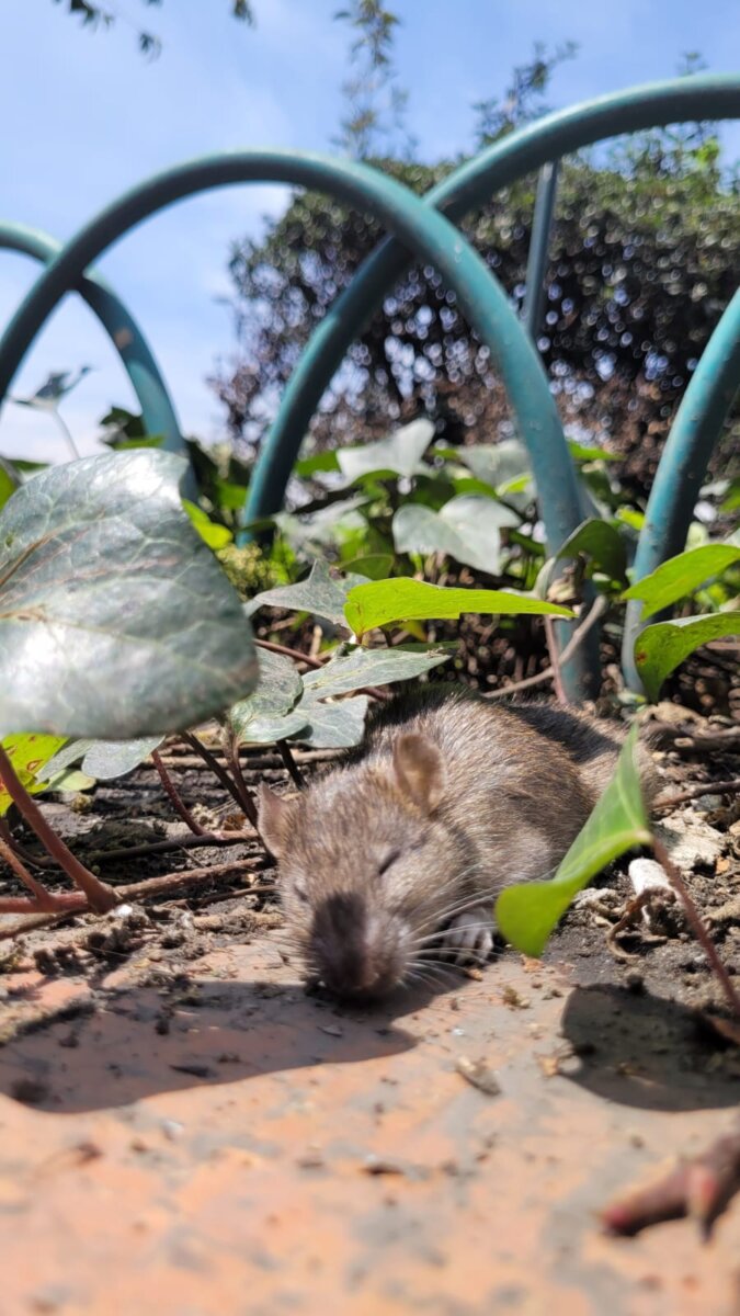 ¡Nos llenamos de ratas! La preocupación de los habitantes de Bogotá se incrementa con la proliferación de ratas que hay en diferentes localidades de la ciudad.