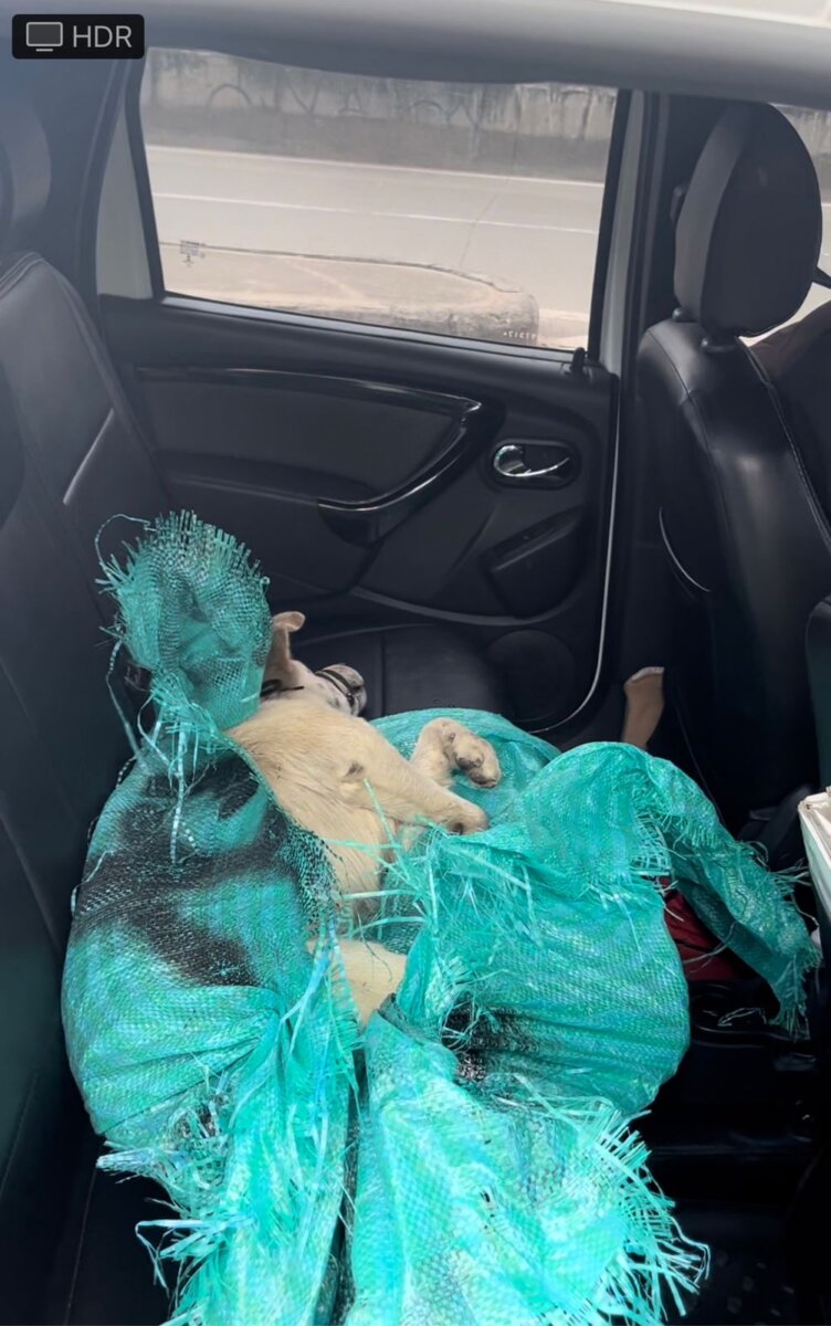 Desalmado lanzó a un perrito desde el puente de la Autopista Sur 1 Desalmado lanzó a un perrito desde el puente de la Autopista Sur Recientemente se conoció que un perrito fue lanzado desde el Puente de la Autopista Sur, sin embargo, pese a que fue auxiliado, necesita ser intervenido quirúrgicamente.