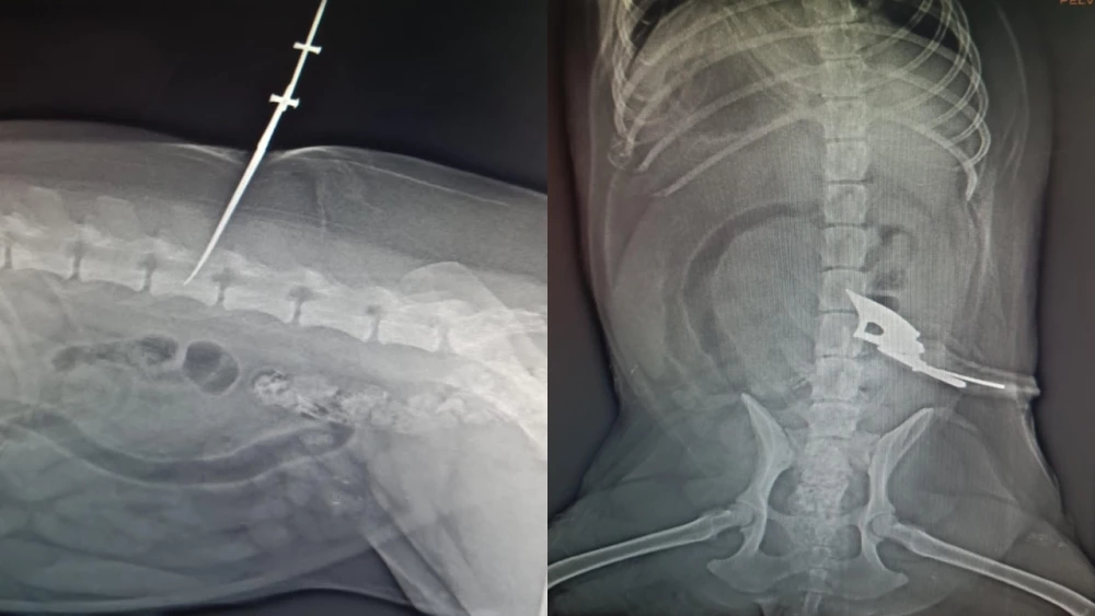 Capturan a sujeto que apuñaló a una perrita en Bosa El sujeto apuñaló y mató a una perrita en el barrio Villa Ema, de la localidad de Bosa.