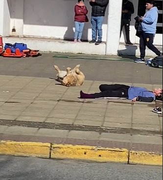 Enternecedora actuación de un perrito en un simulacro 1 Enternecedora actuación de un perrito en un simulacro En video quedó registrada la gran actuación de un perrito durante el simulacro de un accidente.