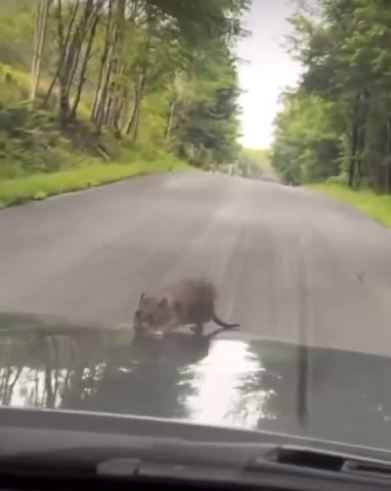 Video viral: Rata aparece en el capó del auto de un hombre mientras conducía 1 Video viral: Rata aparece en el capó del auto de un hombre mientras conducía Kevin Coop decidió grabar el insólito momento de encontrarse con una rata en su carro, asimismo subió el video en las redes sociales mientras se encontraba en Roscoe, Nueva York.