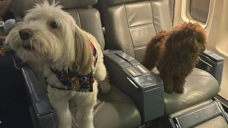 ¡Las mascotas también caben en los vuelos humanitarios!