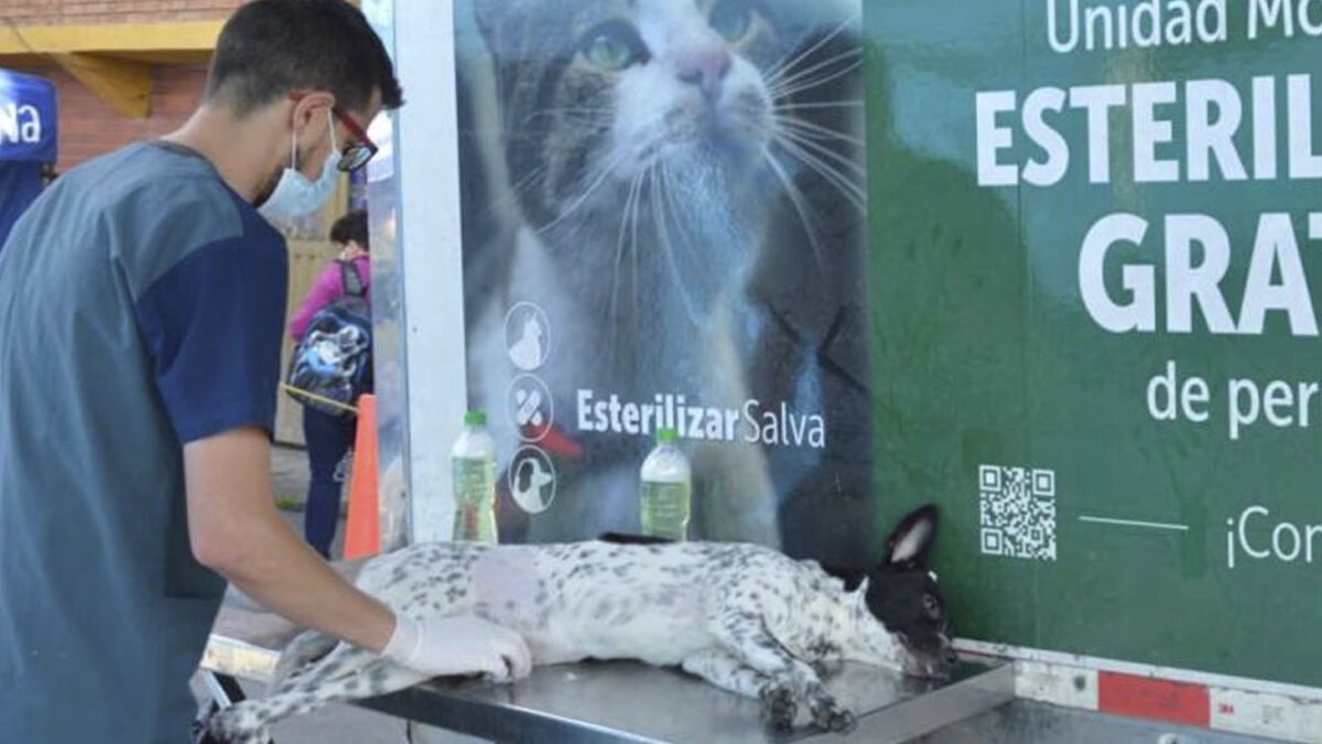 ¡Atroz! En jornada de esterilización murieron al menos 10 mascotas 7 ¡Atroz! En jornada de esterilización murieron al menos 10 mascotas Como una "masacre animal", así calificaron varios ciudadanos a una jornada de esterilización realizada por la alcaldía de Apartadó (Antioquia), pues denuncian que debido a irregularidades en el proceso, al menos 10 mascotas perdieron la vida.