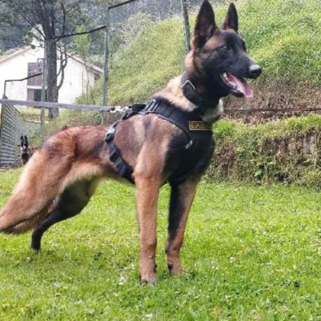La estatua en homenaje al heroico perro Wilson ya tiene fecha 1 La estatua en homenaje al heroico perro Wilson ya tiene fecha Wilson, el valiente perro que se extravió buscando a 4 niños en una selva entre el Caquetá y Guavire, tendrá su propio monumento.