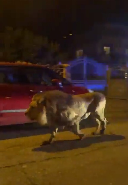 León se escapa de un circo y aterroriza una ciudad durante horas 1 León se escapa de un circo y aterroriza una ciudad durante horas Un león se escapó este sábado de un circo en la ciudad portuaria italiana de Ladispoli, al norte de Roma, dando lugar a horas de agitación durante la tarde.