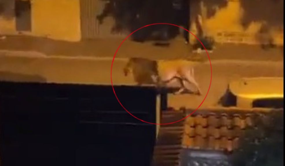 León se escapa de un circo y aterroriza una ciudad durante horas Un león se escapó este sábado de un circo en la ciudad portuaria italiana de Ladispoli, al norte de Roma, dando lugar a horas de agitación durante la tarde.