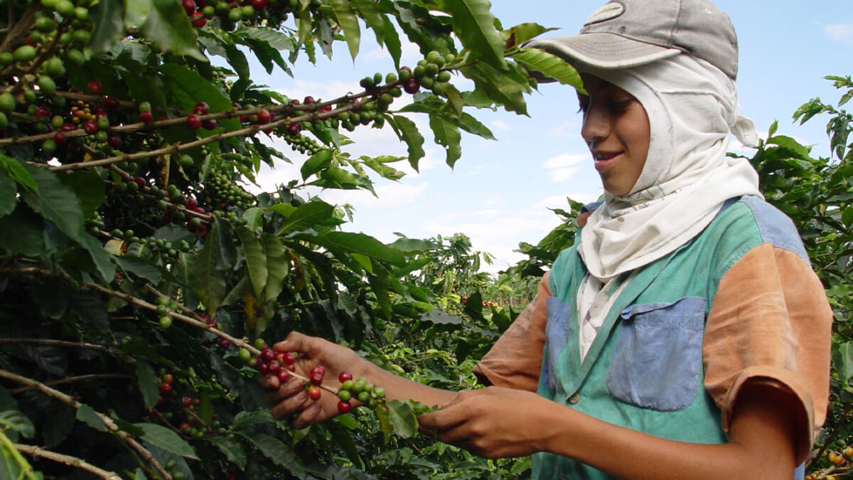 Piden a cafeteros no usar agroquímicos con el fin de contrarrestar el cambio climático La Federación Nacional de Cafeteros (FNC) le pidió a los caficultores del país hacer mayor uso del desarrollo en ciencias aplicadas que tiene Cenicafé para hacer frente a los "desafíos" que implica el cambio climático.