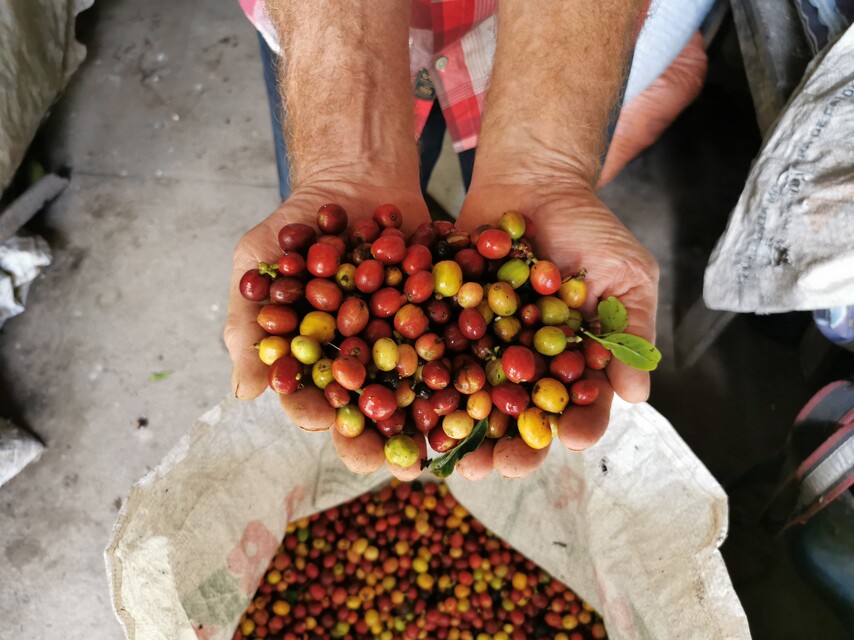 Piden a cafeteros no usar agroquímicos con el fin de contrarrestar el cambio climático La Federación Nacional de Cafeteros (FNC) le pidió a los caficultores del país hacer mayor uso del desarrollo en ciencias aplicadas que tiene Cenicafé para hacer frente a los "desafíos" que implica el cambio climático.