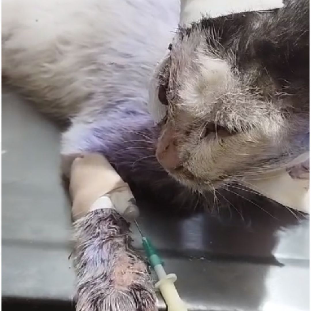 'Scarface': gatico que sobrevive a fuerte ataque, busca dueño que lo ayude La Fundación Gaba rescató a 'Scarface' luego de un fuerte ataque que le causó una gran herida en su cara, hecho que casi le hace perder la vida. El felino necesita donaciones o un nuevo dueño que lo llene de amor.