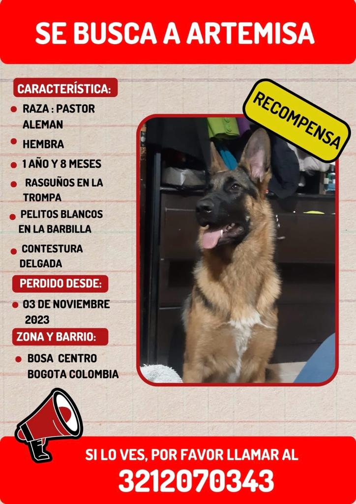 Se busca Artemisa: perrita de raza pastor alemán Artemisa se perdió el pasado 3 de noviembre en Bosa Centro. Su familia pide ayuda para encontrarla.