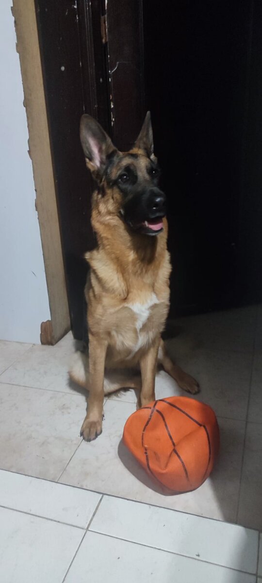 Se busca Artemisa: perrita de raza pastor alemán Artemisa se perdió el pasado 3 de noviembre en Bosa Centro. Su familia pide ayuda para encontrarla.